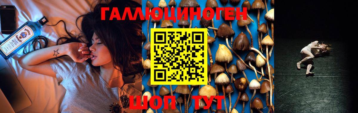 Галлюциногенные грибы Psilocybine cubensis Новочебоксарск